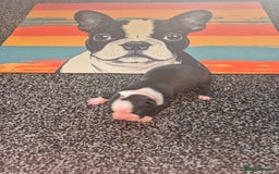 Boston Terrier dogs for sale: Stunning true to type wildax litter - Image 8