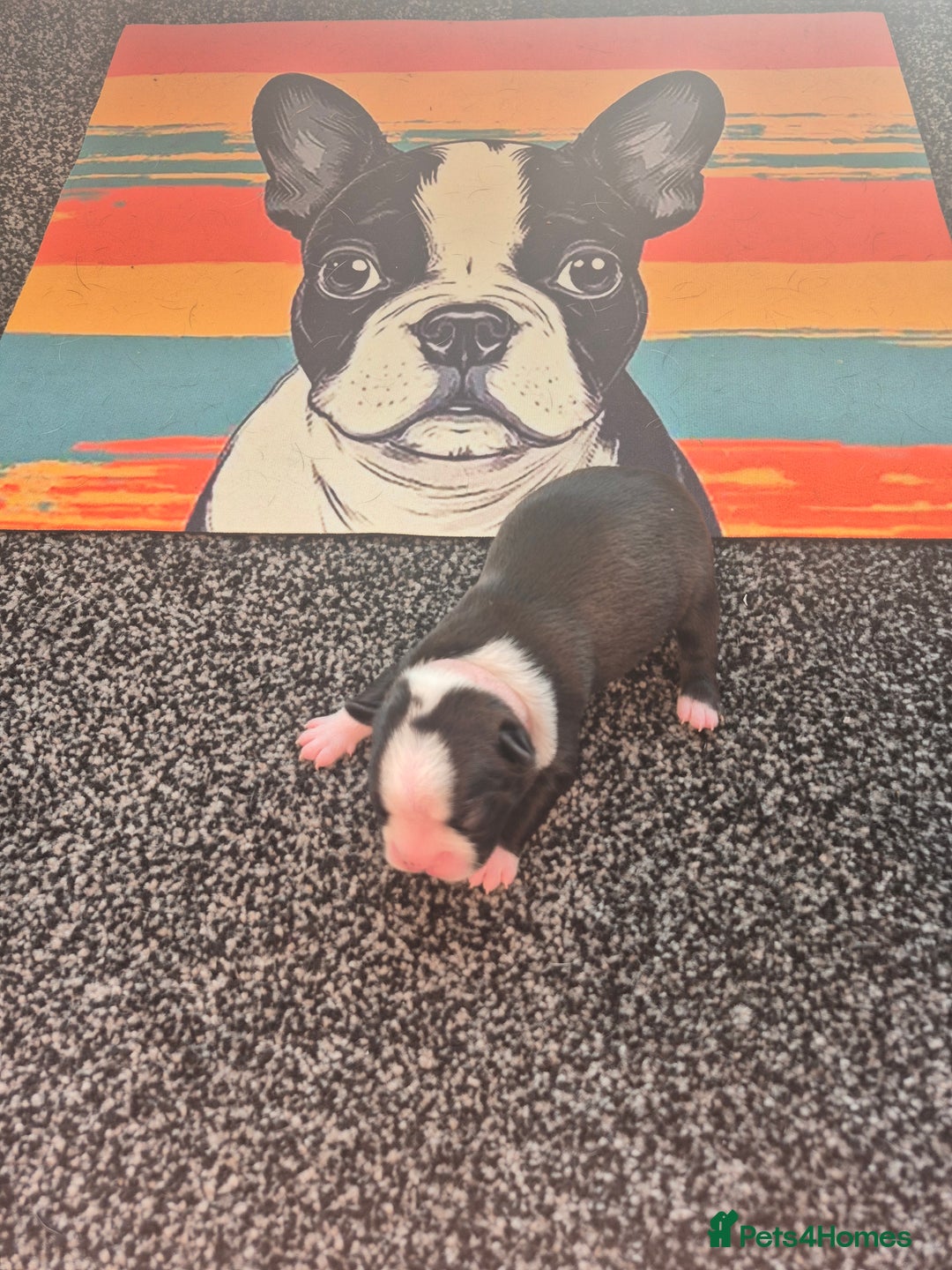 Boston Terrier dogs for sale: Stunning true to type wildax litter - Image 8