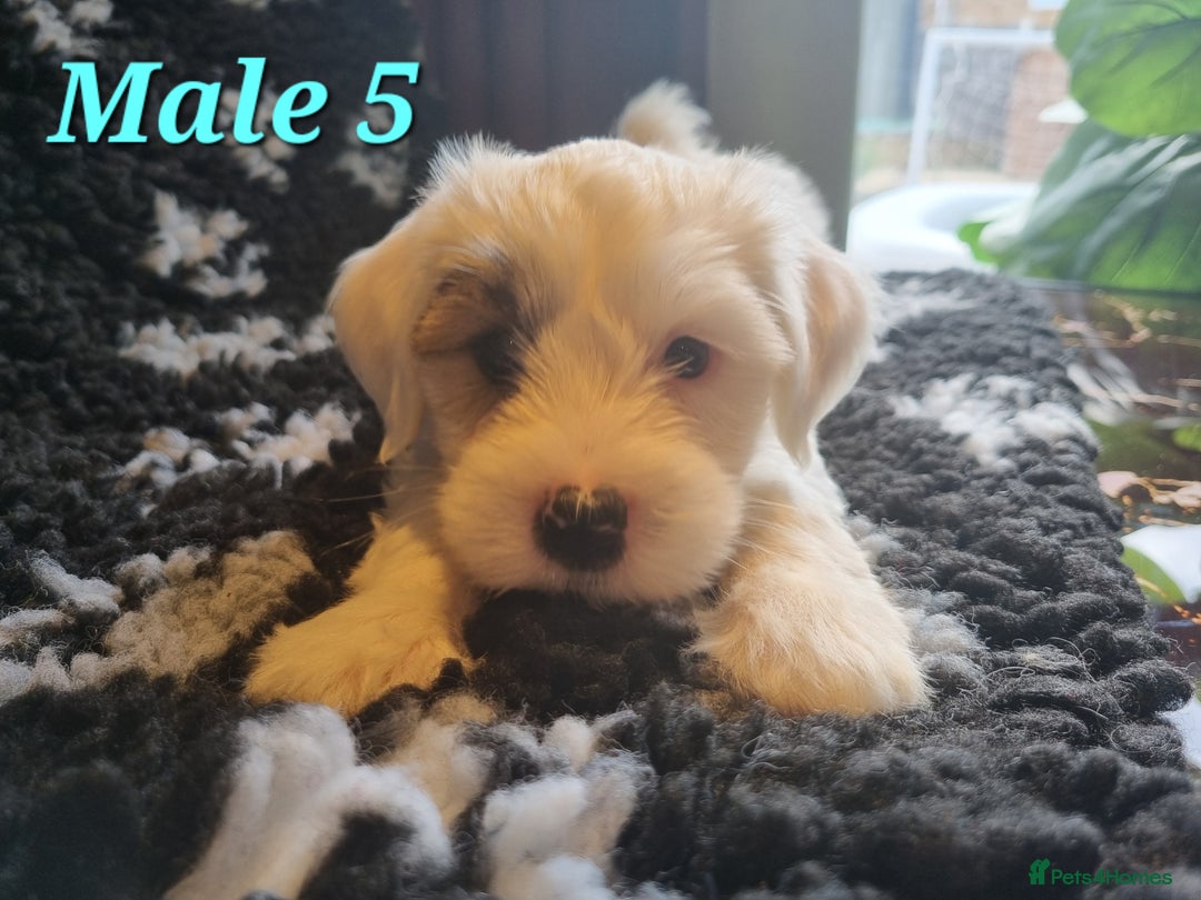 Tibetan Terrier dogs for sale: Tibetan terrier puppies for sale - Image 17