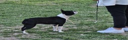 Boston Terrier dogs for sale: Boston terrier puppies - Advert 8