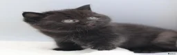 British Shorthair cats for sale: PEDIGREE REGISTERED CHUNKY BRITISH SHORTHAIRS - Advert 20
