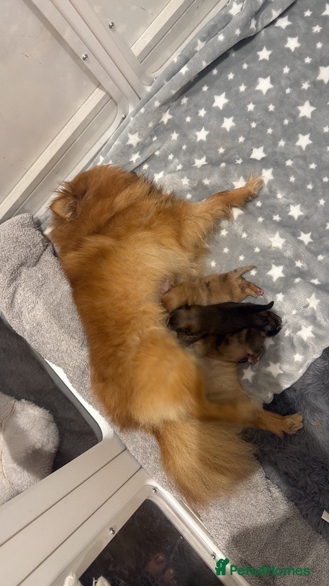 Pomeranian dogs  Stunning Pom pups ready for  **   - Advert 2