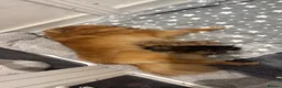Pomeranian dogs for sale:  Stunning Pom pups ready for  **   in Romsey - Advert 1