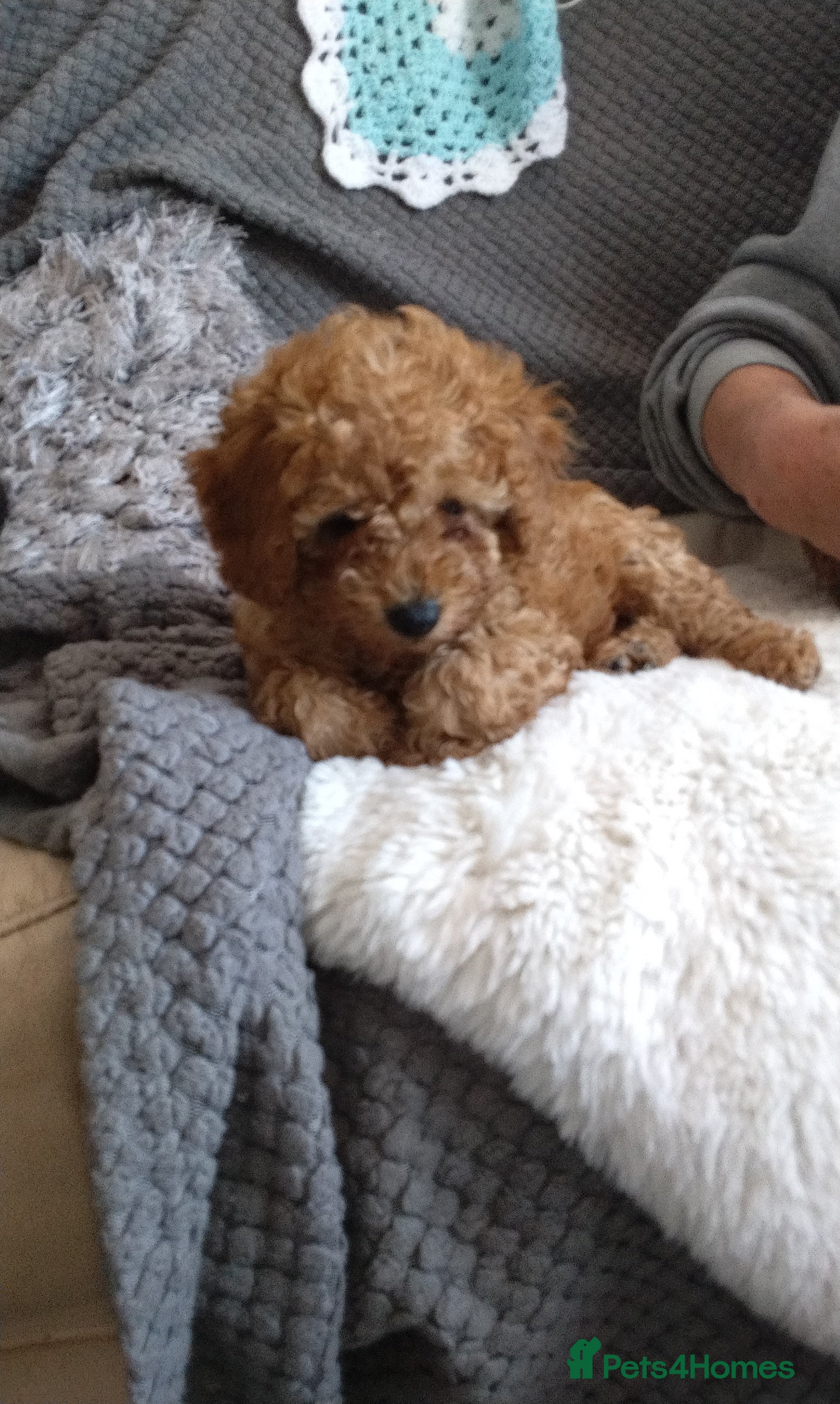 Mixed Breed dogs Toy/miniature poodles - Advert 2