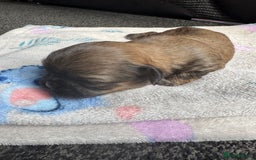 Shih Tzu dogs for sale: NEW Beautiful shih tzu puppies!!  - Image 2