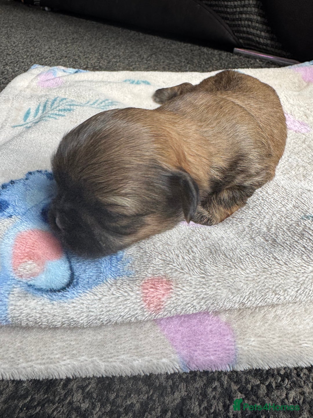 Shih Tzu dogs for sale: NEW Beautiful shih tzu puppies!!  - Image 2