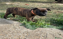 Staffordshire Bull Terrier dogs for sale: 🏅🏆 CHAMPION PLAY BOY STAFFY PUP LAST BOY!! - Image 4