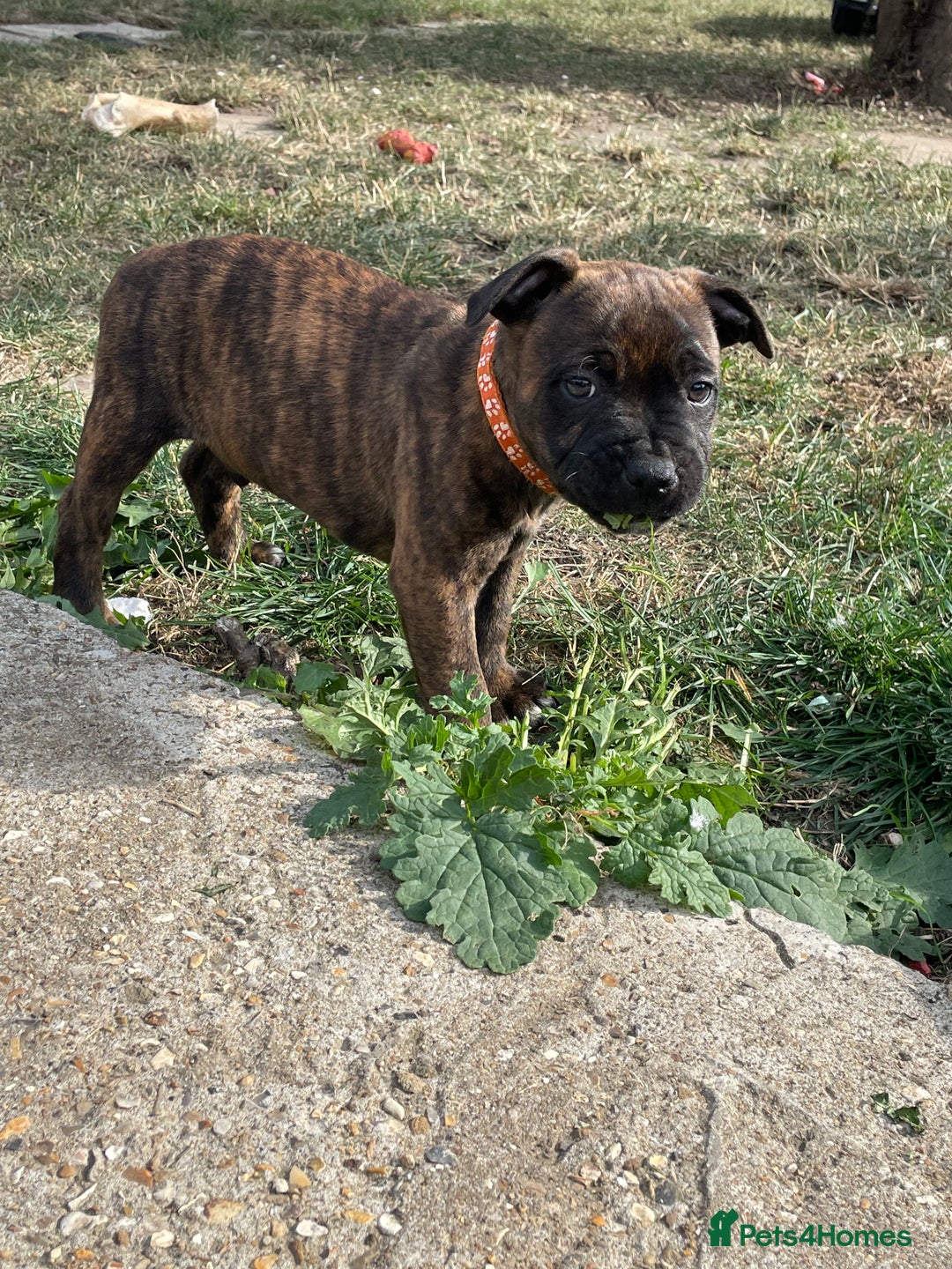 Staffordshire Bull Terrier dogs for sale: 🏅🏆 CHAMPION PLAY BOY STAFFY PUP LAST BOY!! - Image 4