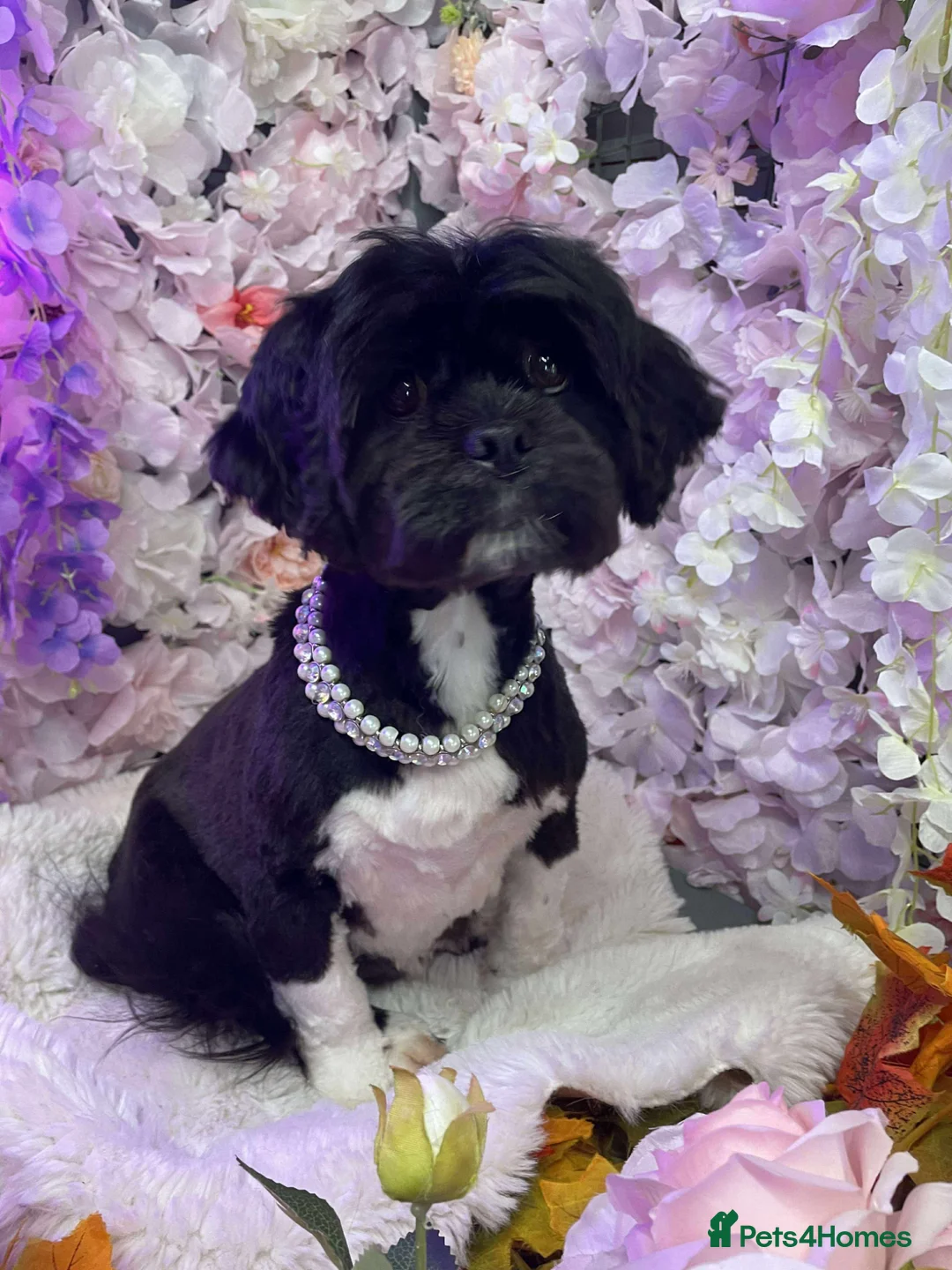 Lhasa Apso dogs for sale: Lhasa apso 🐾 - Advert 20