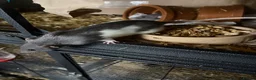 Rat rodents for sale: BABY RATS Mixed    . Beautiful tame babies  - Advert 3