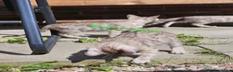 Bengal cats for sale: Snow mink bengals ready now - Advert 16