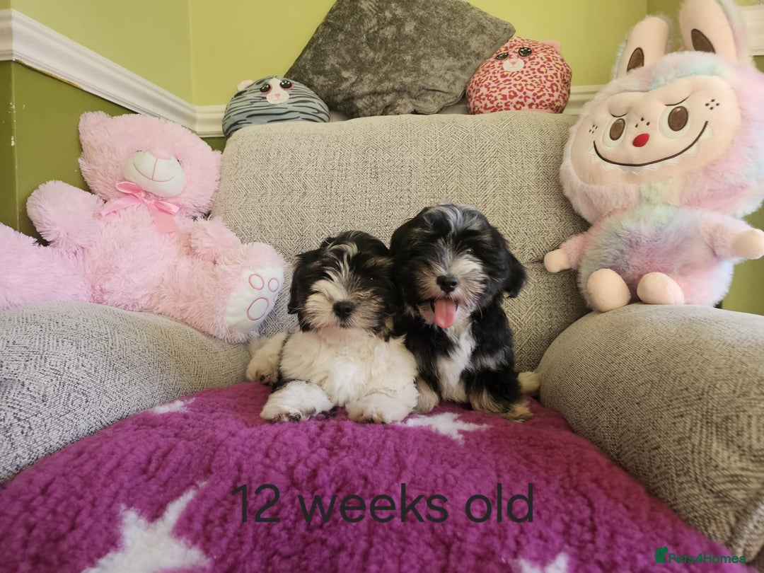 Havanese dogs for sale: Champions Bloodline KC Havanese Puppies in Wellingborough - Image 2