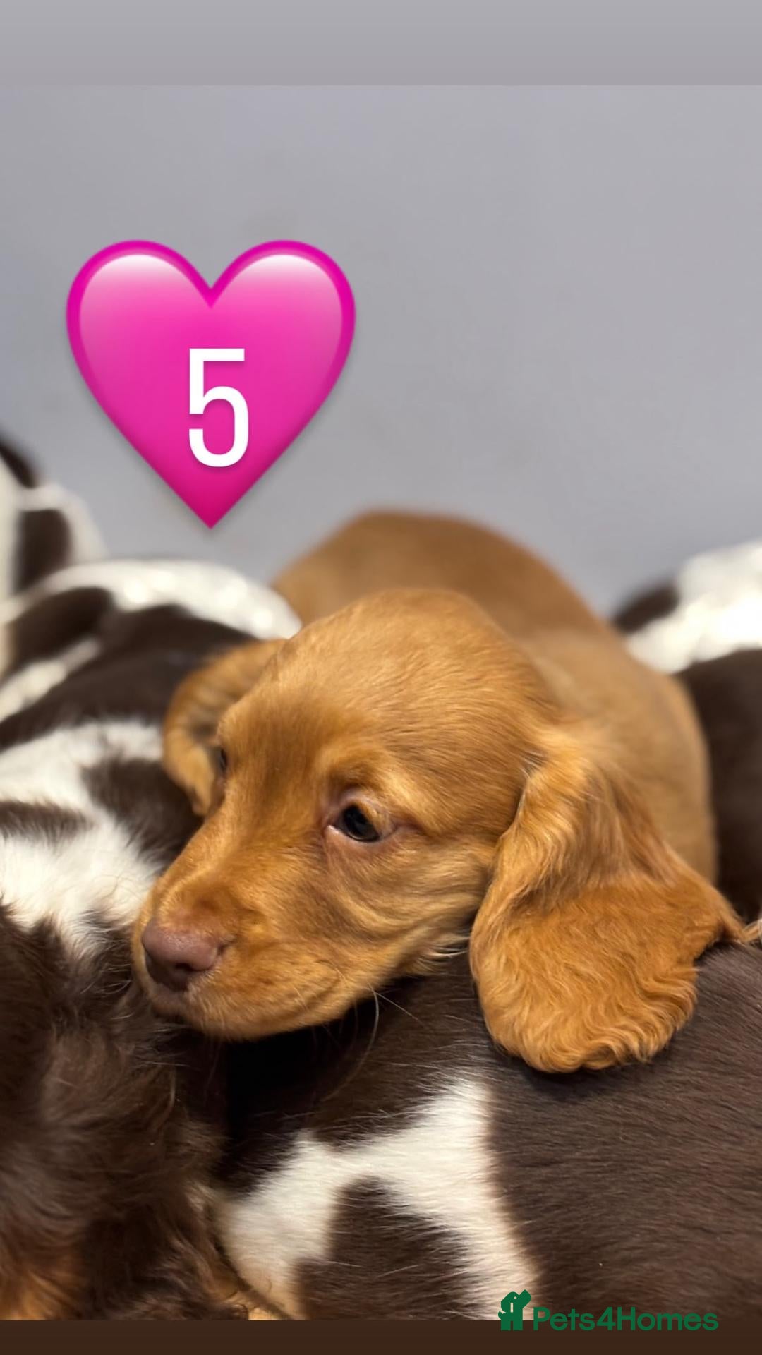 Cocker Spaniel dogs Beautiful cocker spaniel puppies - Advert 2