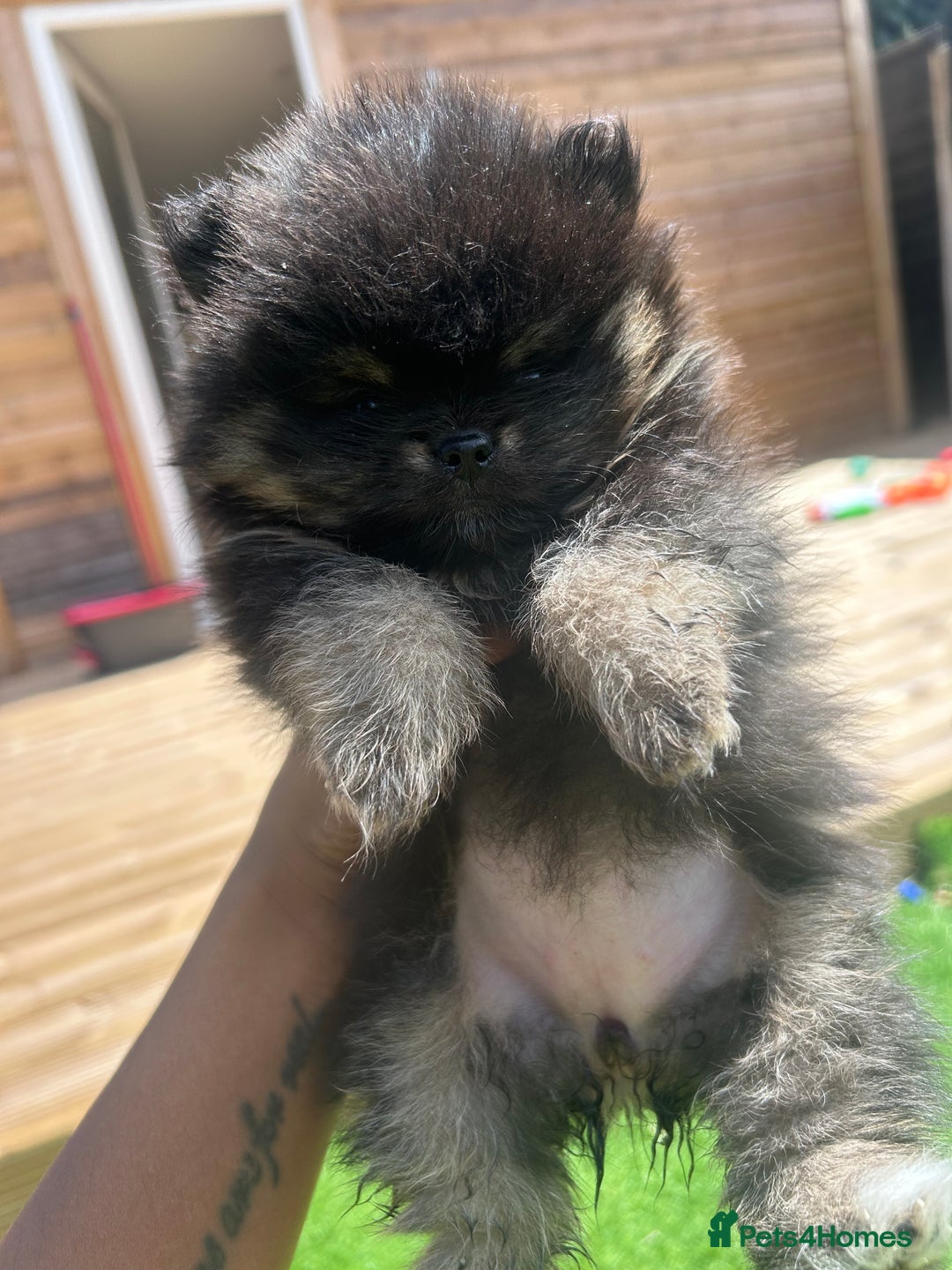 Pomeranian dogs for sale: QUALITY POMERANIANS  - Image 5