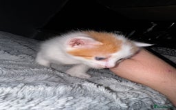 Mixed Breed cats for sale: 7 Mixed Kittens - Ginger, Tabby, Calico, White - Advert 27
