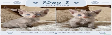Boy 1