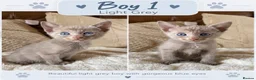 Mixed Breed cats for sale: Beautiful Siamese Cross Kittens – Lilac Point Dad in Cardiff - Advert 3