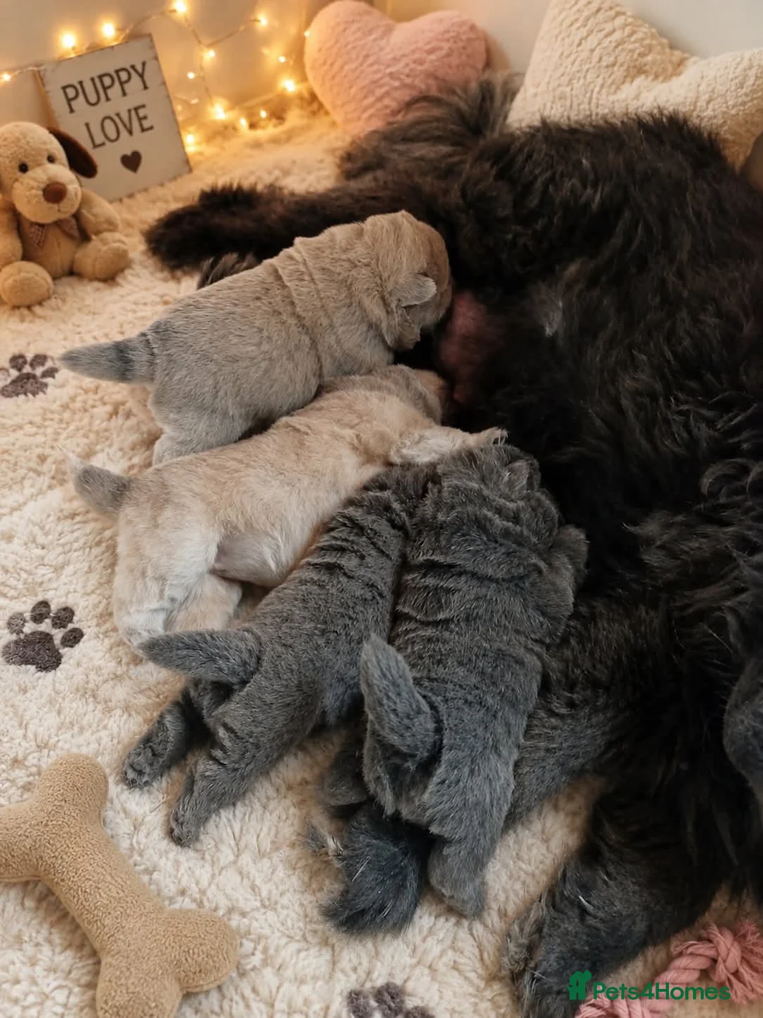 Chow Chow dogs for sale: Chow chow puppies  in Retford - Advert 11