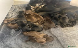 Cocker Spaniel dogs for stud: Kc health tested working cocker spaniel  - Image 12