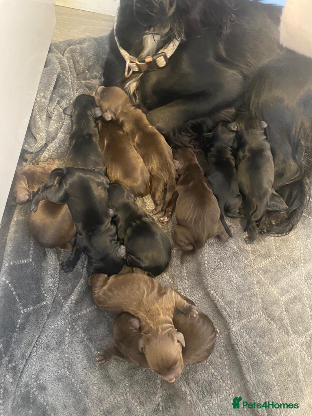 Cocker Spaniel dogs for stud: Kc health tested working cocker spaniel  - Image 12