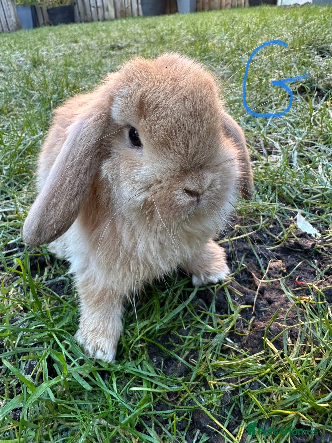 Mini Lop rabbits for sale: Mini Lop Rabbits  - Advert 14