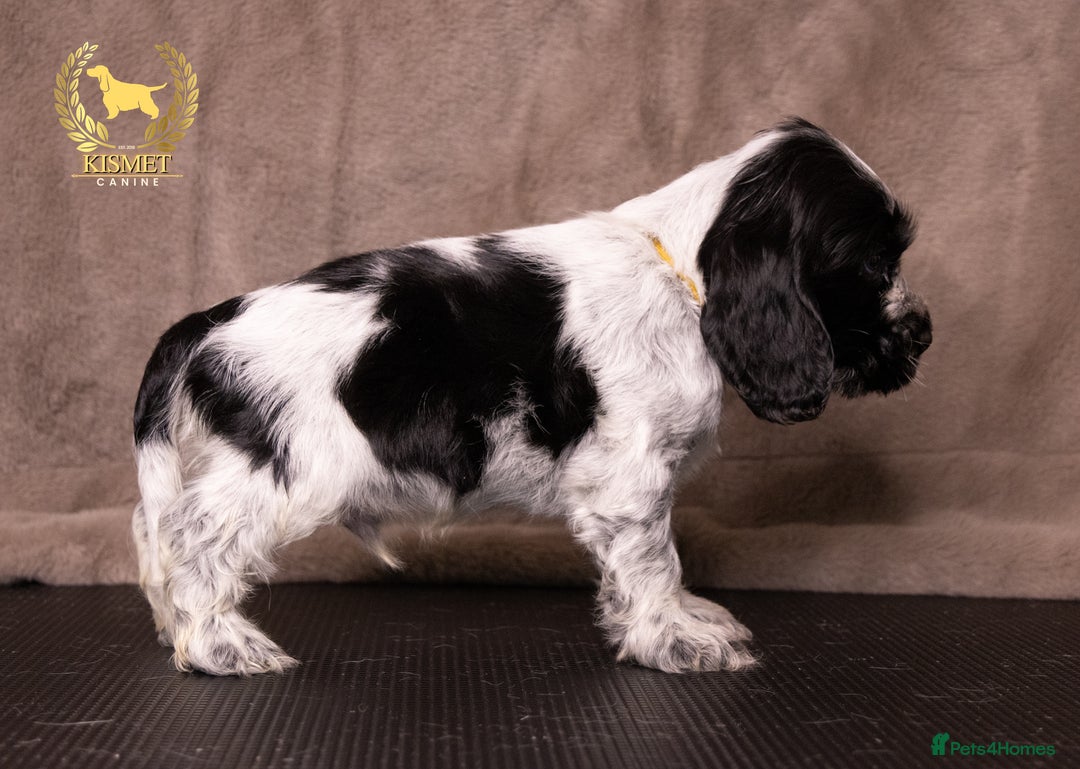 Cocker Spaniel dogs for sale: BEAUTIFUL SHOW TYPE BLUE ROANS - Image 9