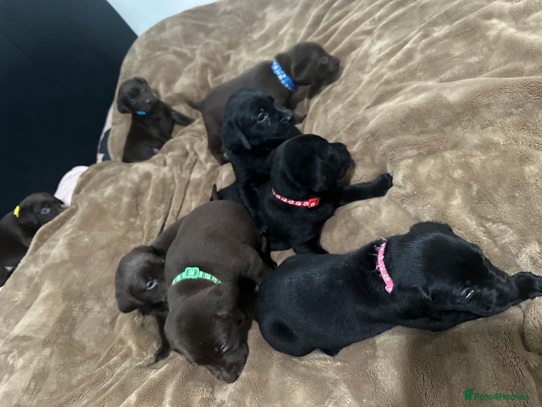 Labrador Retriever dogs for sale: Labrador puppies - Advert 10