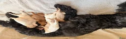Australian Labradoodle dogs for sale: 8 Gorgeous Australian labradoodle puppies - Advert 10