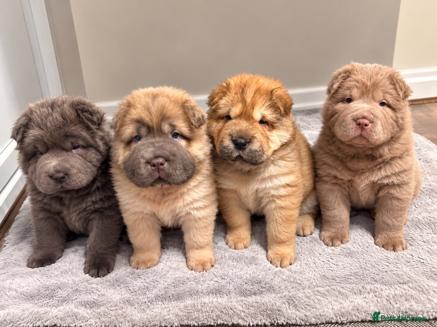 Shar Pei dogs for sale: Bear coat sharpeis - Advert 1