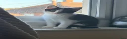 Mixed Breed cats for sale: 2 kittens for sale in Watchet  in Watchet - Advert 6
