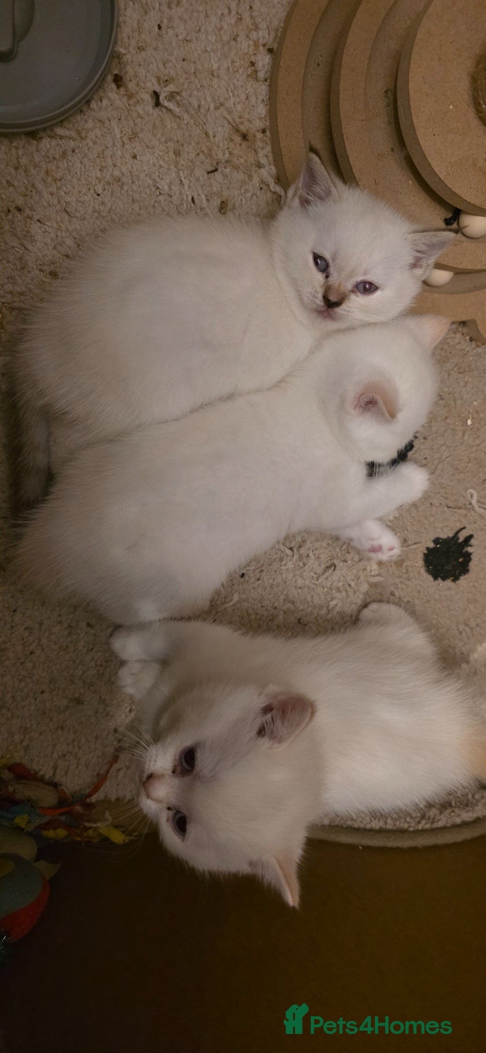 British Shorthair cats That's my house pets kids  - Advert 2