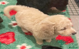 Mixed Breed dogs for sale: Amazing Cockerpoo/Bernadoodle puppies ❤️🐶 - Image 9