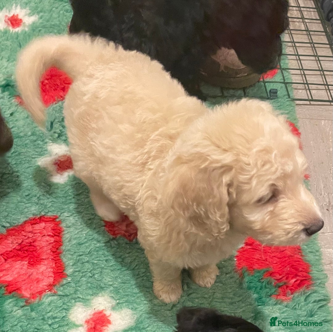 Mixed Breed dogs for sale: Amazing Cockerpoo/Bernadoodle puppies ❤️🐶 - Image 9