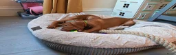 Hungarian Vizsla dogs for sale: * 1 Beautiful Girl Ready For Her New Home * * - Advert 19