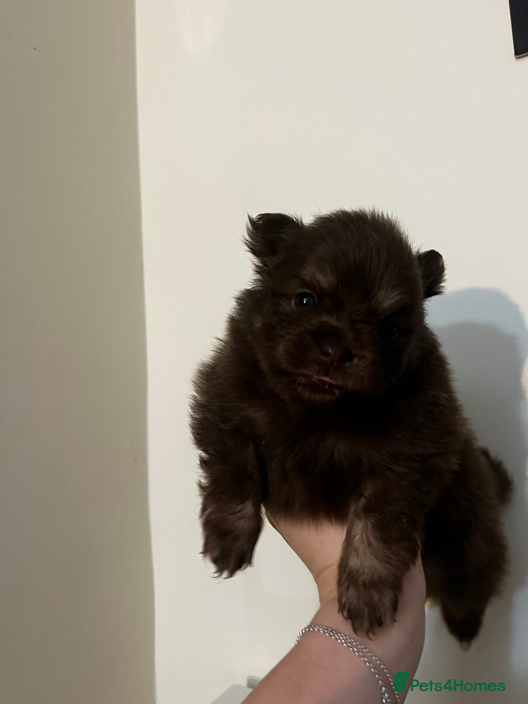 Pomeranian dogs for sale: Fluffy Pomeranian puppy’s MERLE & CHOCOLATE - Advert 25