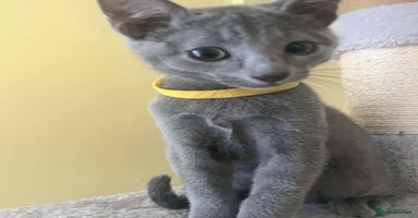 Russian Blue cats - Advert 2