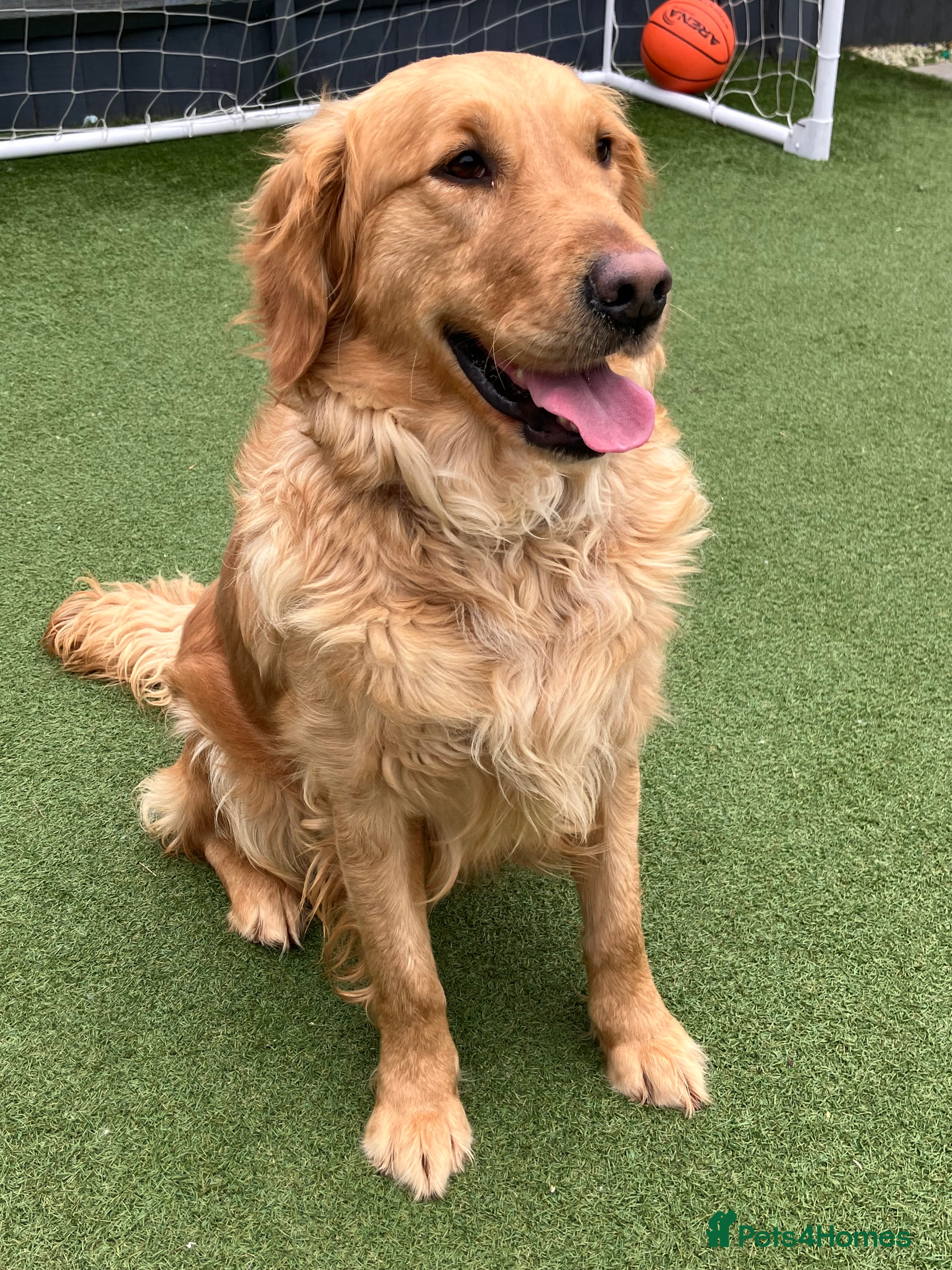 Golden Retriever dogs Beautiful Golden Retriever Girl - Advert 1