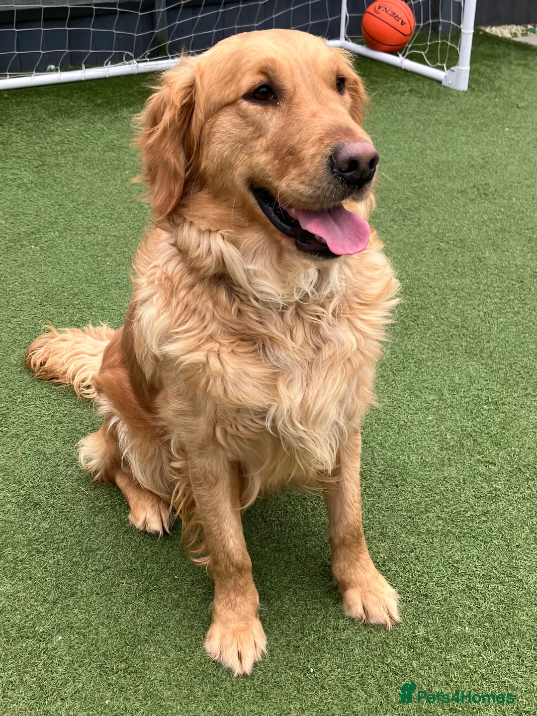 Golden Retriever dogs for sale: Beautiful Golden Retriever Girl - Advert 1