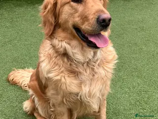 Golden Retriever dogs Beautiful Golden Retriever Girl - Advert 1