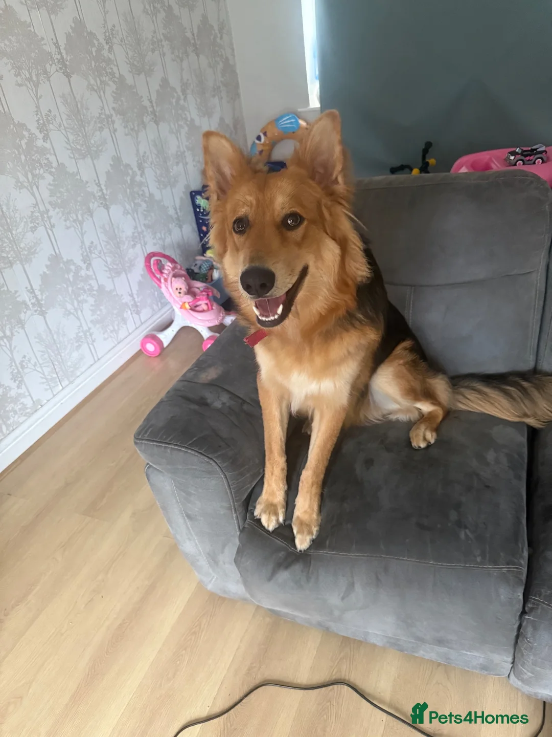 Mixed Breed dogs for sale: 10 month male German shepherd  in Hartlepool - Advert 2