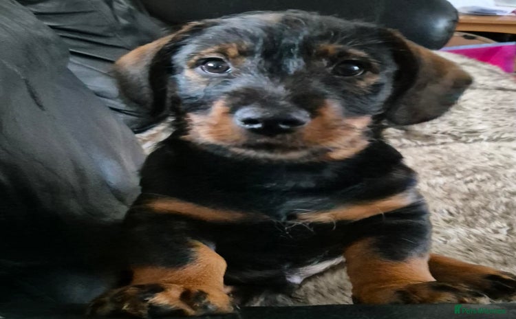Mixed Breed dogs - Advert 5