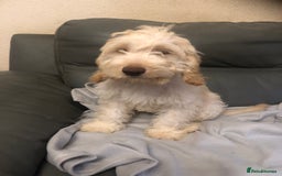Cockapoo dogs for sale:  F1 Cockapoo MALE Dna health test Clear parents  - Image 1