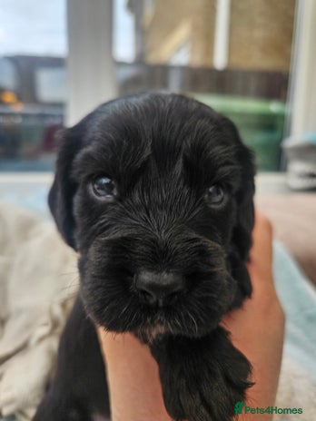 Cocker Spaniel dogs - Advert 10