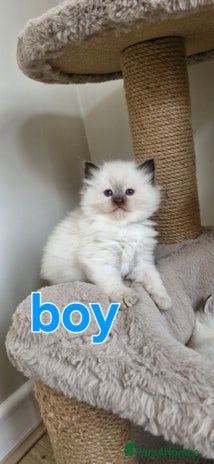 Ragdoll cats - Advert 7