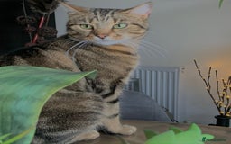 Domestic Shorthair cats for sale: Coco  - Image 5