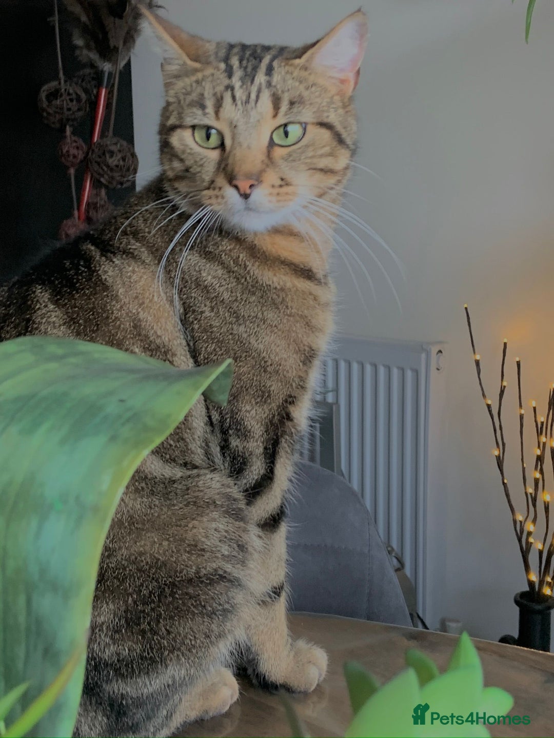 Domestic Shorthair cats for sale: Coco  - Image 5