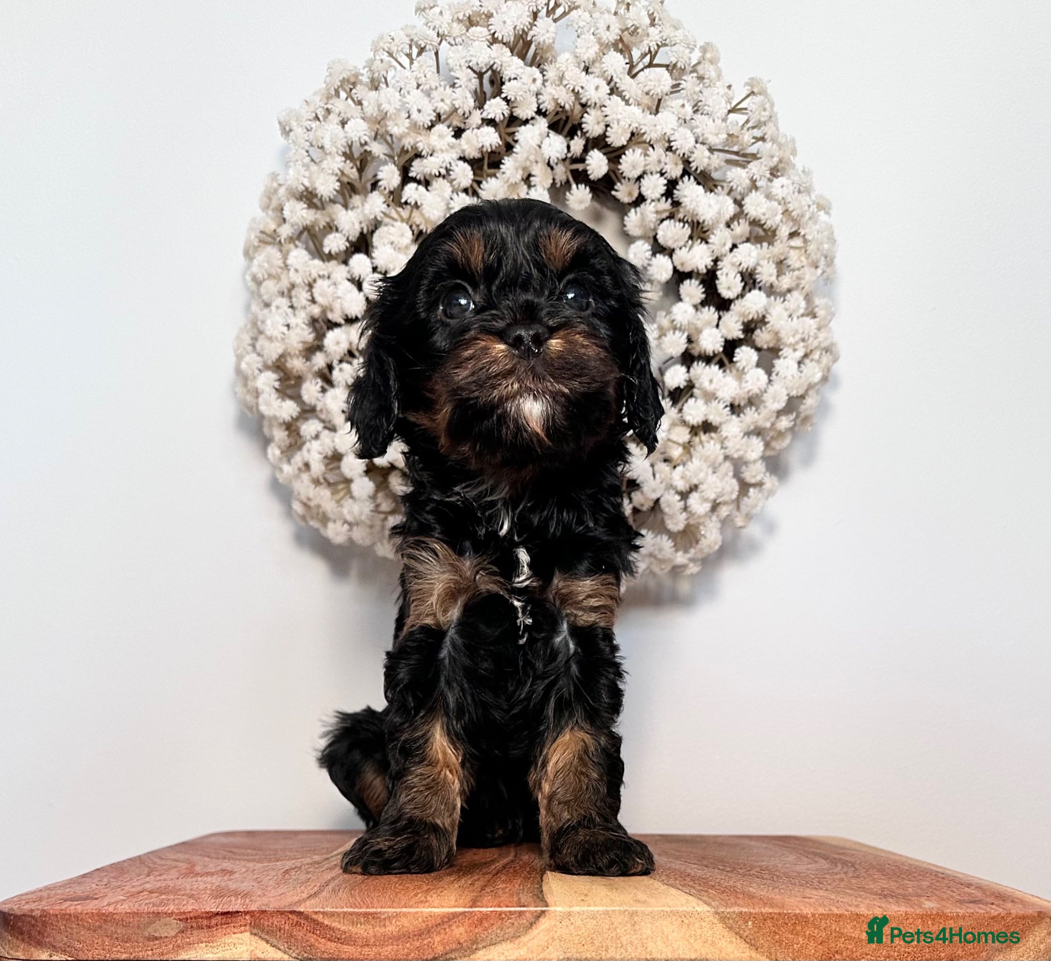 Cavapoo dogs Adorable Cavapoo puppies. Health tested Parent.  - Advert 1