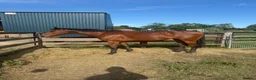English Thoroughbred horses for sale: All rounder mare for sale  in Newmarket - Advert 3