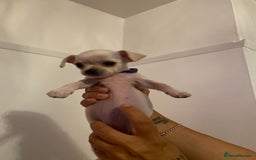 Chihuahua dogs for sale: Chihuahua puppies short coat white/sandy - Image 6