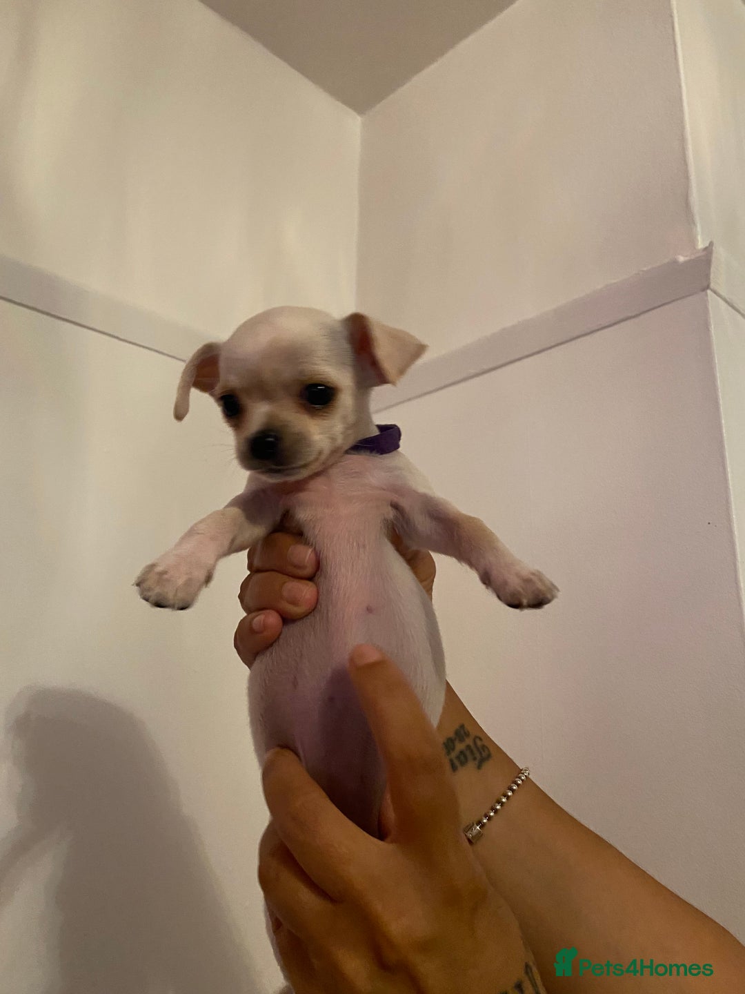 Chihuahua dogs for sale: Chihuahua puppies short coat white/sandy - Image 6